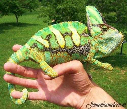 Adult male veiled chameleon in threatening colors