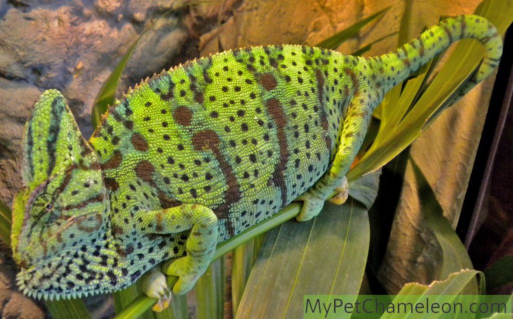 Healthy adult female veiled chameleon, showing with her colors and throat that she does not want to be approached.