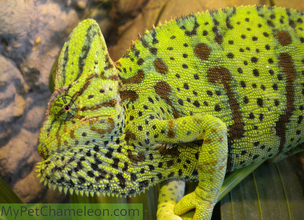 An adult female veiled chameleon showing with her colors and throat that she does not want to be approached.