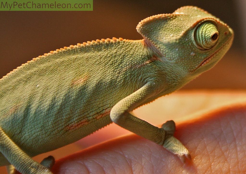 A young veiled chameleon of 3 months old.