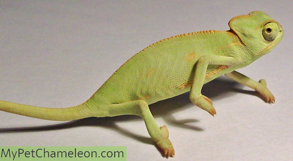 baby-veiled-chameleon2