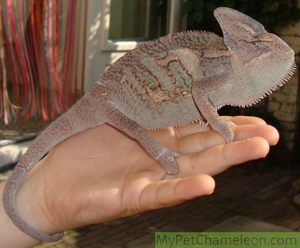 dark-color-veiled-chameleon
