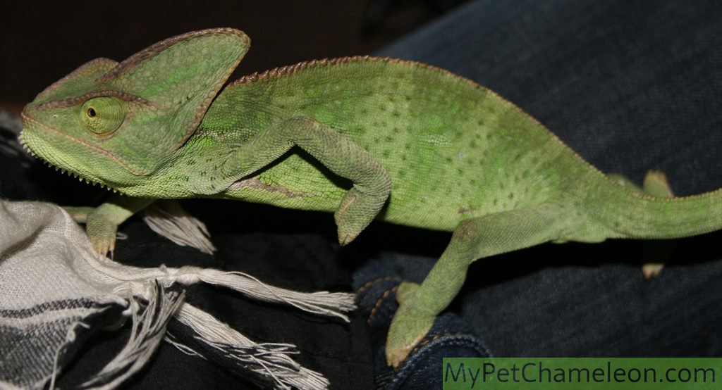 Healthy female yemen chameleon