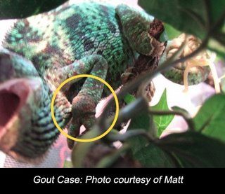 gout-in-chameleon