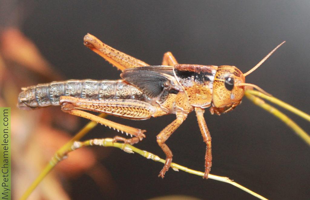 locust-grasshopper