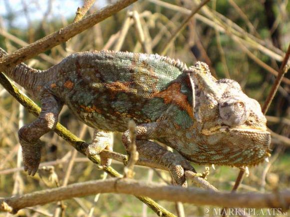 This veiled chameleon is severly misshapen. Who knows what problems it has next to rickets and MBD.