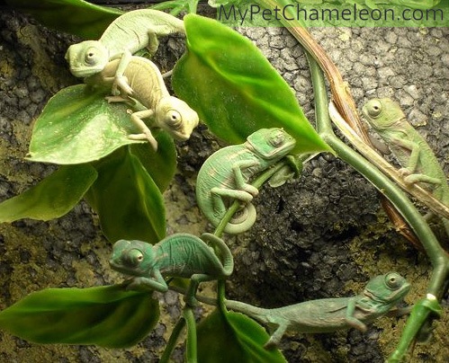Newborn veiled chameleons