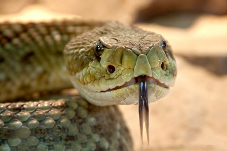 V boras El Reptil M s Venenoso Del Mundo Descubrelo Aqu 
