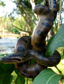 anaconda de bolivia