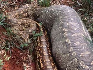 anaconda en bolivia