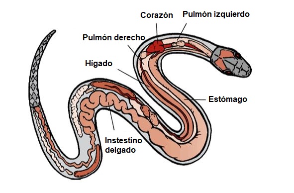 Anatomia de las serpientes