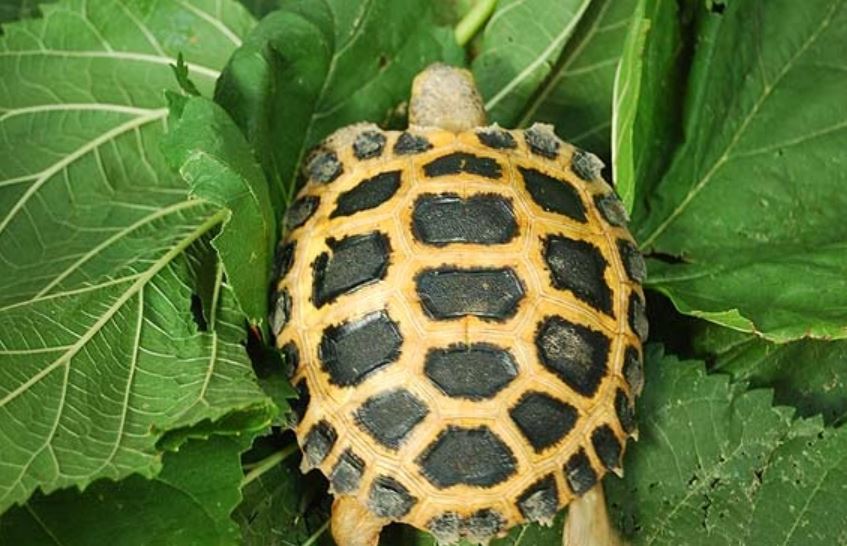 Indotestudo forstenii o tortuga del Sulawesi habitat