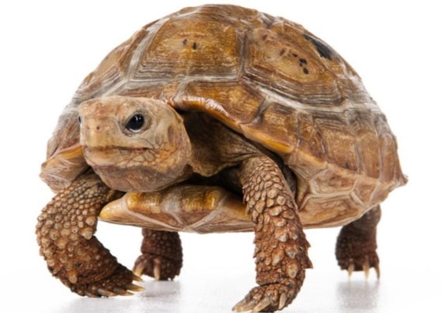 La tortuga de cabeza amarilla (Indotestudo elongata)