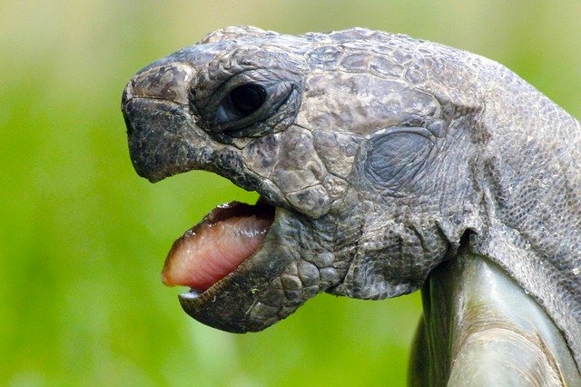 tortuga de tierra boca abierta que come
