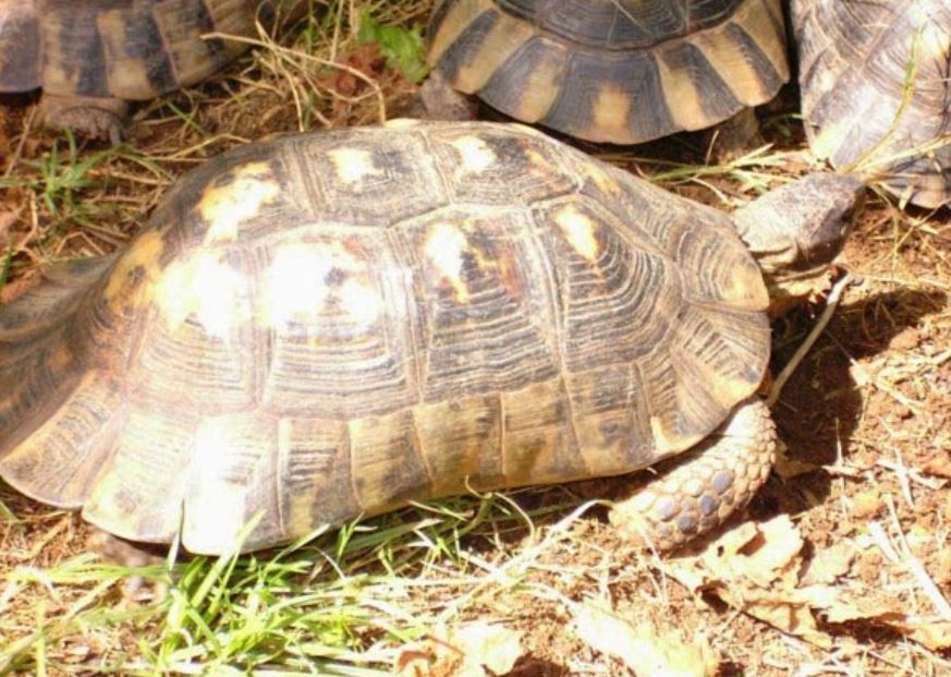 bordes caparazon tortuga griega