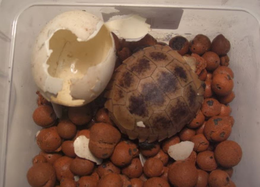 cria tortuga de cabeza amarilla (Indotestudo elongata)
