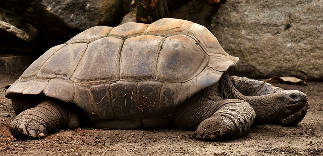 tortuga de tierra gigante