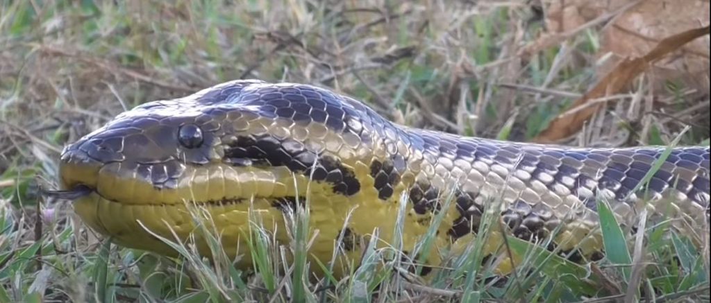 serpiente anaconda amarilla en entre rios