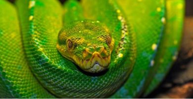serpiente boa verde