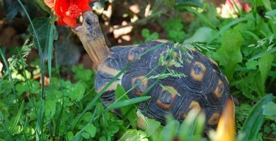 tortuga angulada comiendo