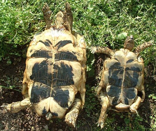 tortuga mora macho y hemba boa abajo