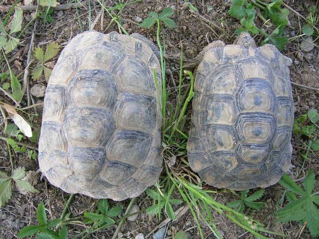 tortuga mora macho y hembra
