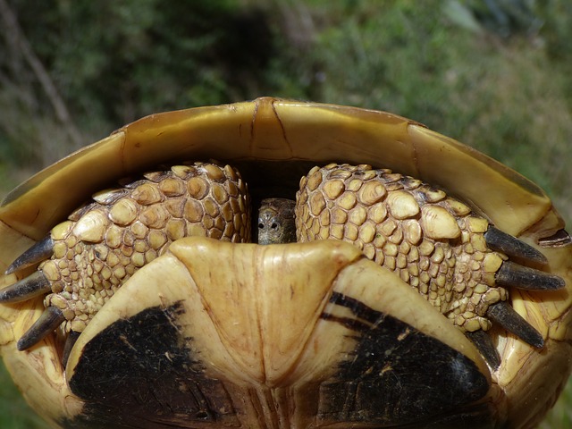 tortuga de tierra escondiendo cabeza