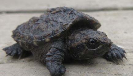 ¿Por qué las tortugas viven tanto tiempo